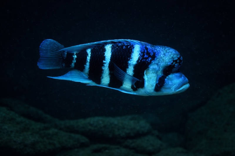Cyphotilapia frontosa 'Mahale NP'